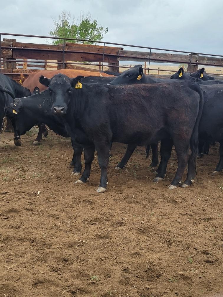 5 Loads Mostly Black and Black White Faced Bred Cows